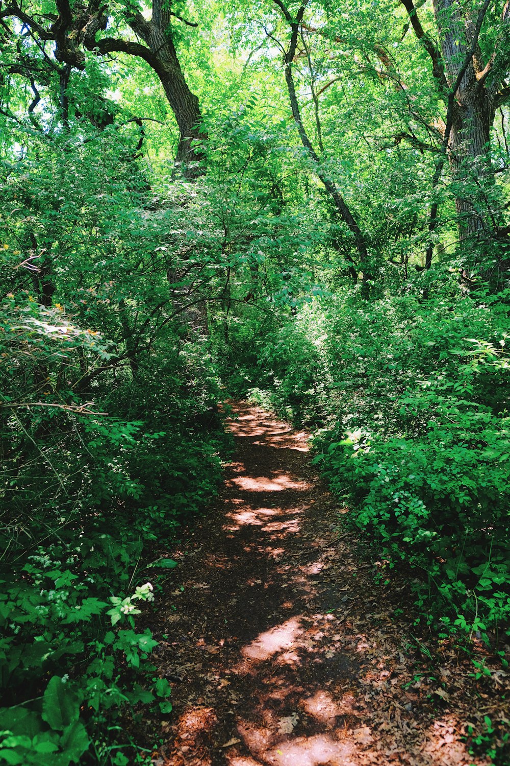 brown dirt road between green trees during daytime