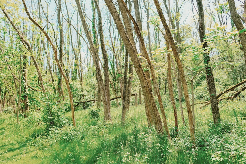 alberi marroni su un campo di erba verde durante il giorno