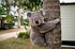 koala bear on brown tree during daytime