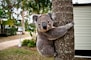 koala bear on brown tree during daytime