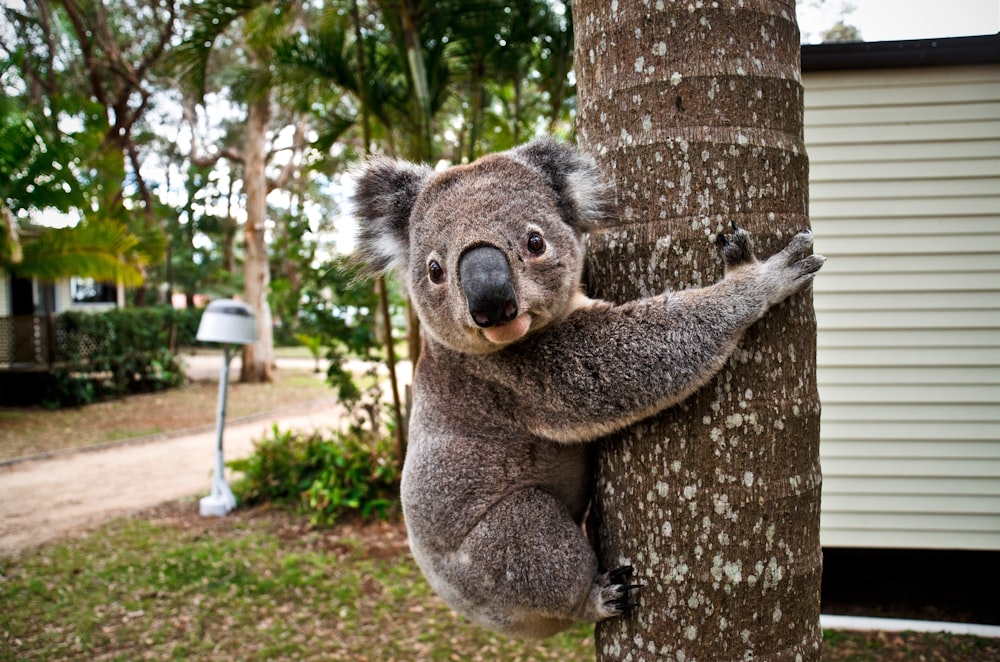 koala bear on brown tree during daytime