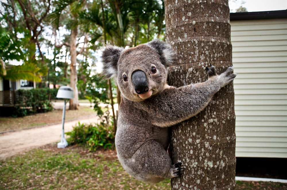 Oso koala en un árbol marrón durante el día