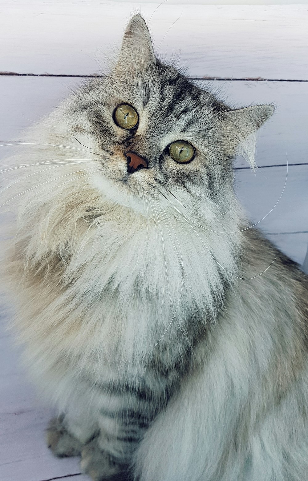 white and gray long fur cat