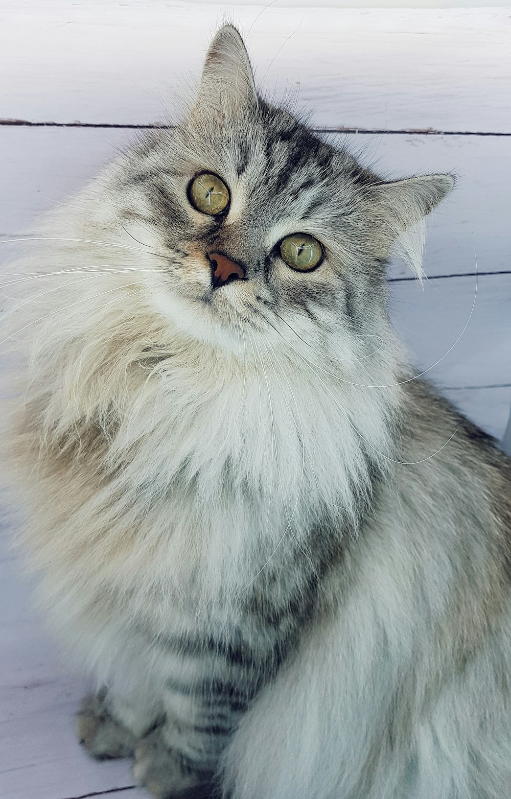 gato de pelaje largo blanco y gris