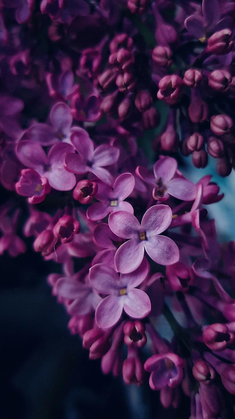 Lila und weiße Blume in Nahaufnahmen