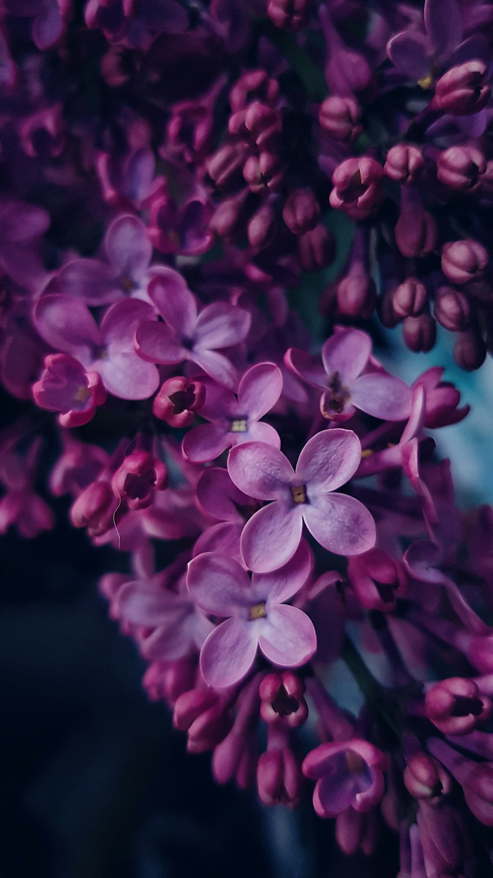 fleur violette et blanche en photographie rapprochée
