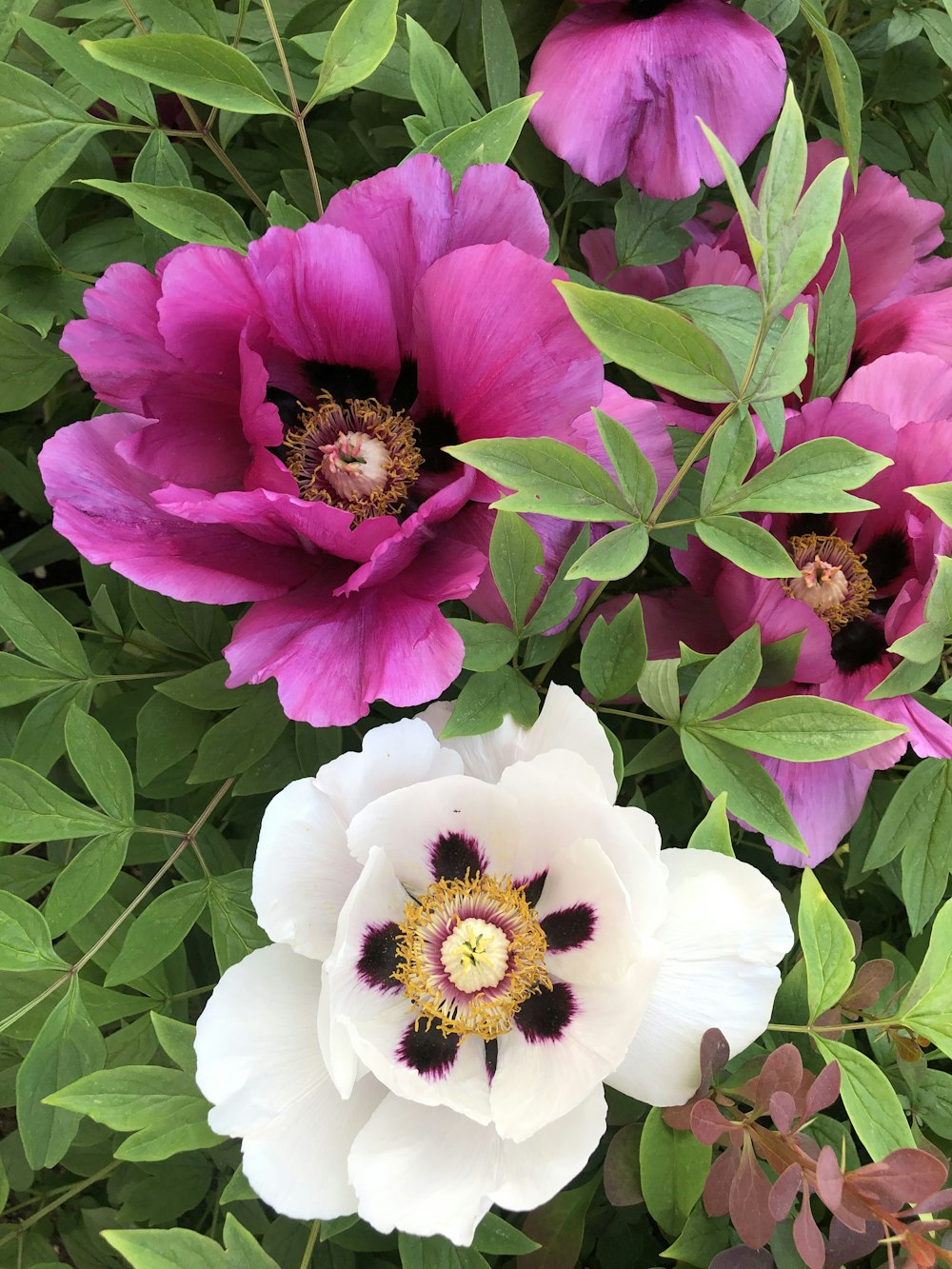 white and pink flowers with green leaves