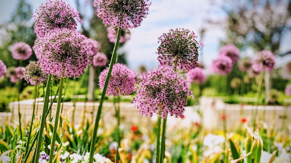 purple flower in tilt shift lens