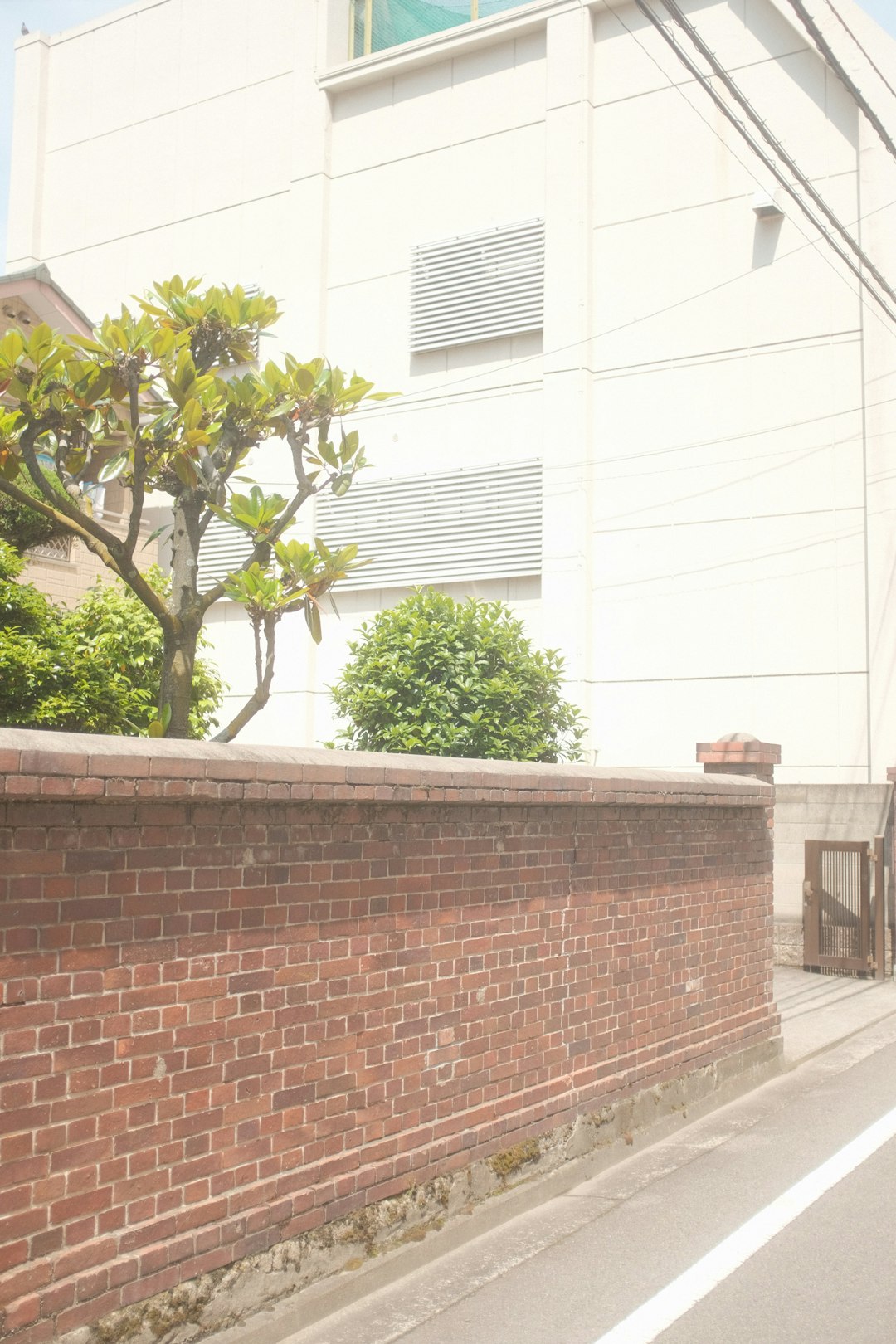 green tree beside brown brick wall