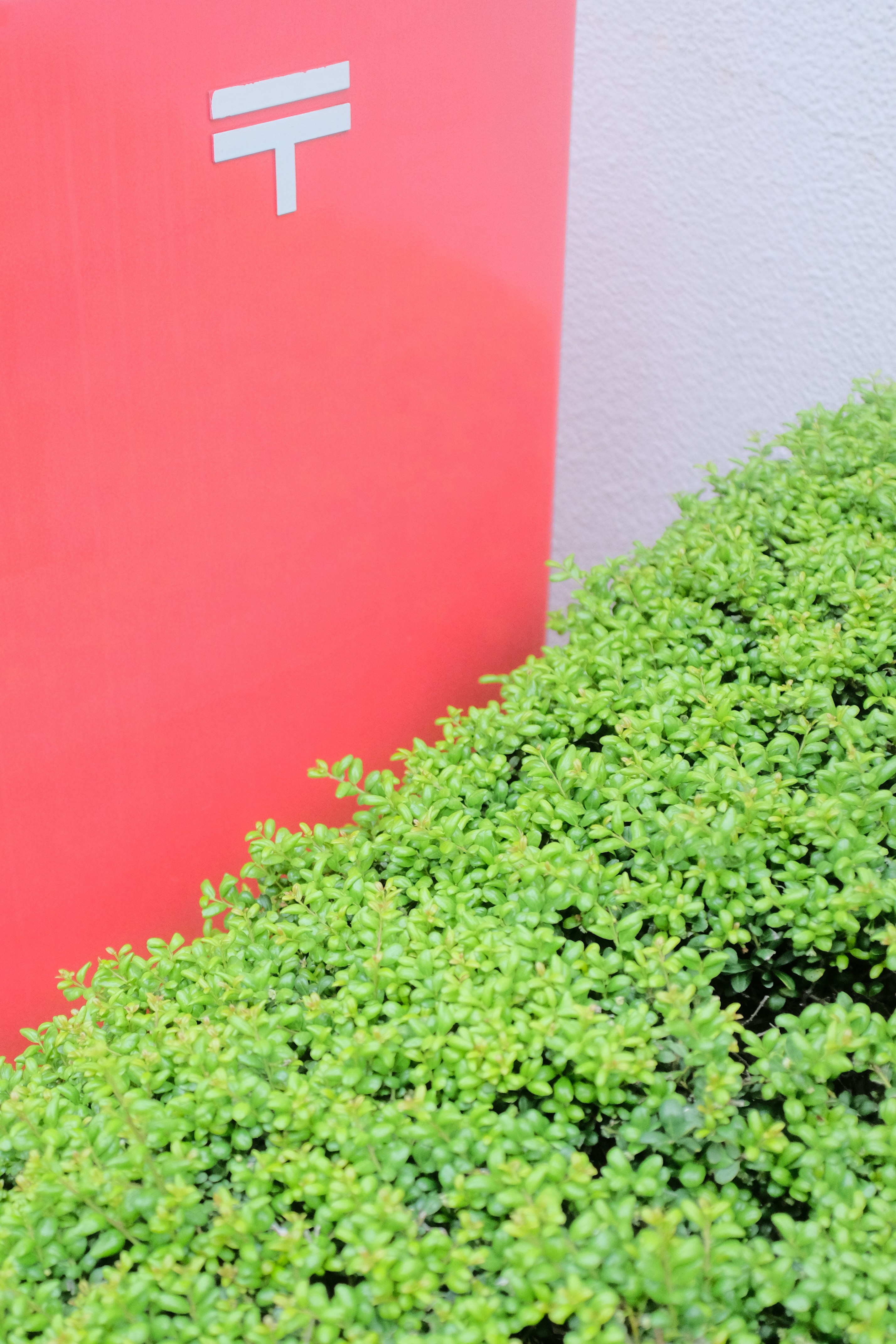 green plant beside orange wall