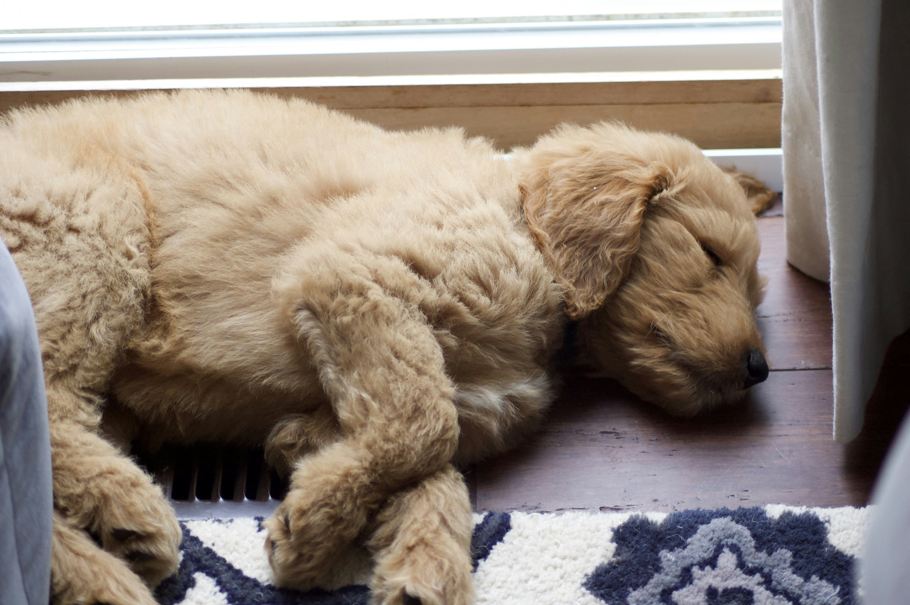 brown long coated puppy lying on blue and white textile