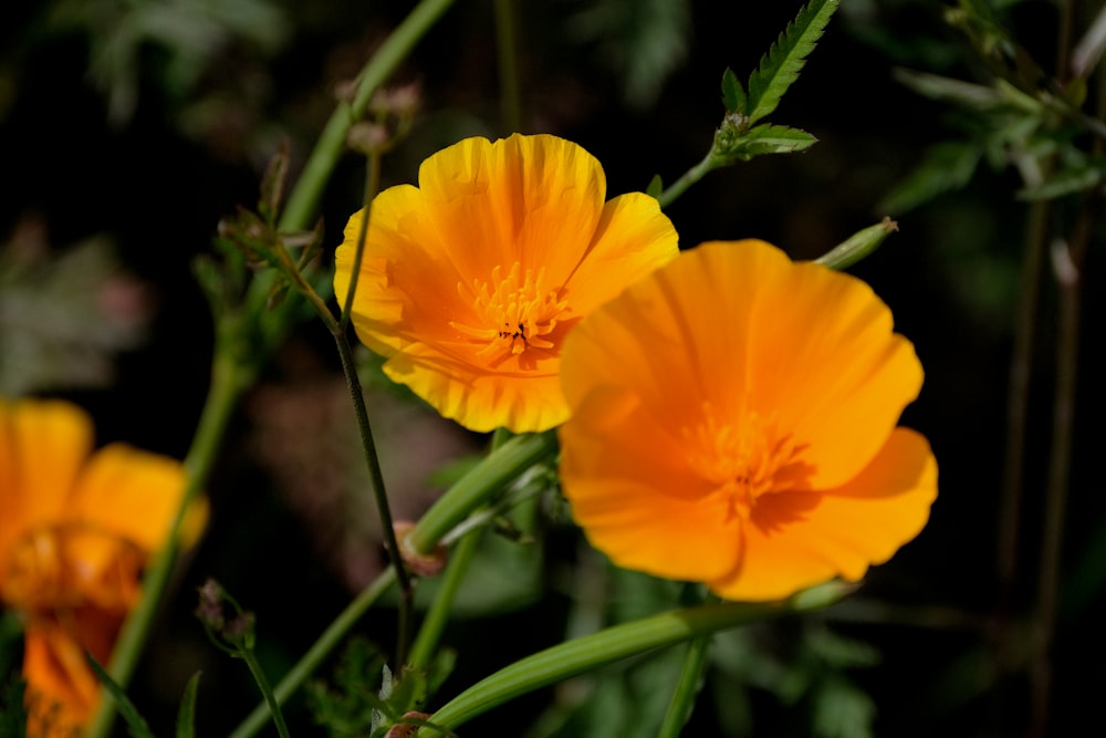 yellow flower in tilt shift lens