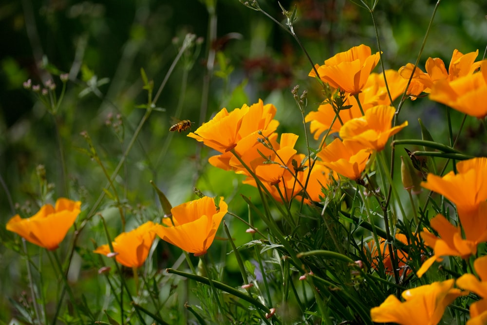 yellow flower in tilt shift lens