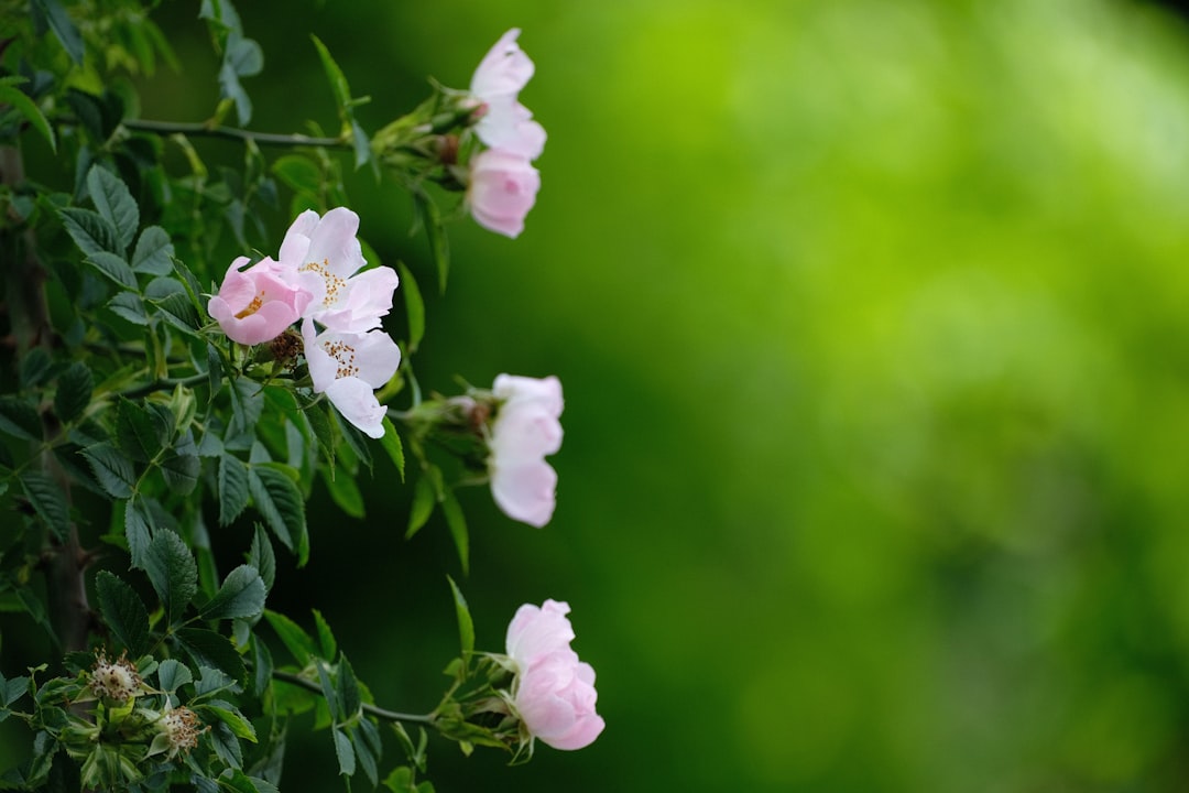 white and pink flowers in tilt shift lens