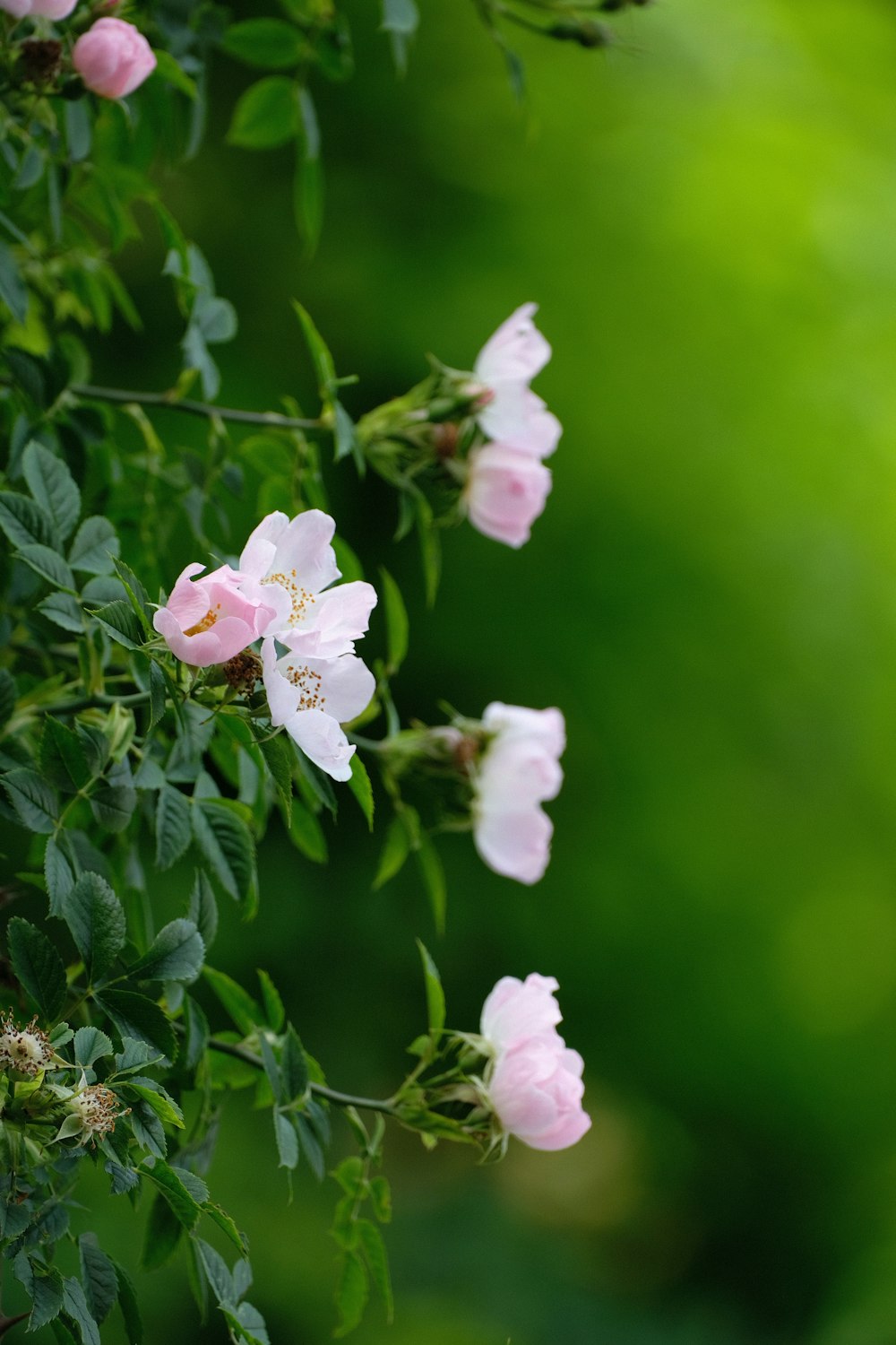 white and pink flowers in tilt shift lens