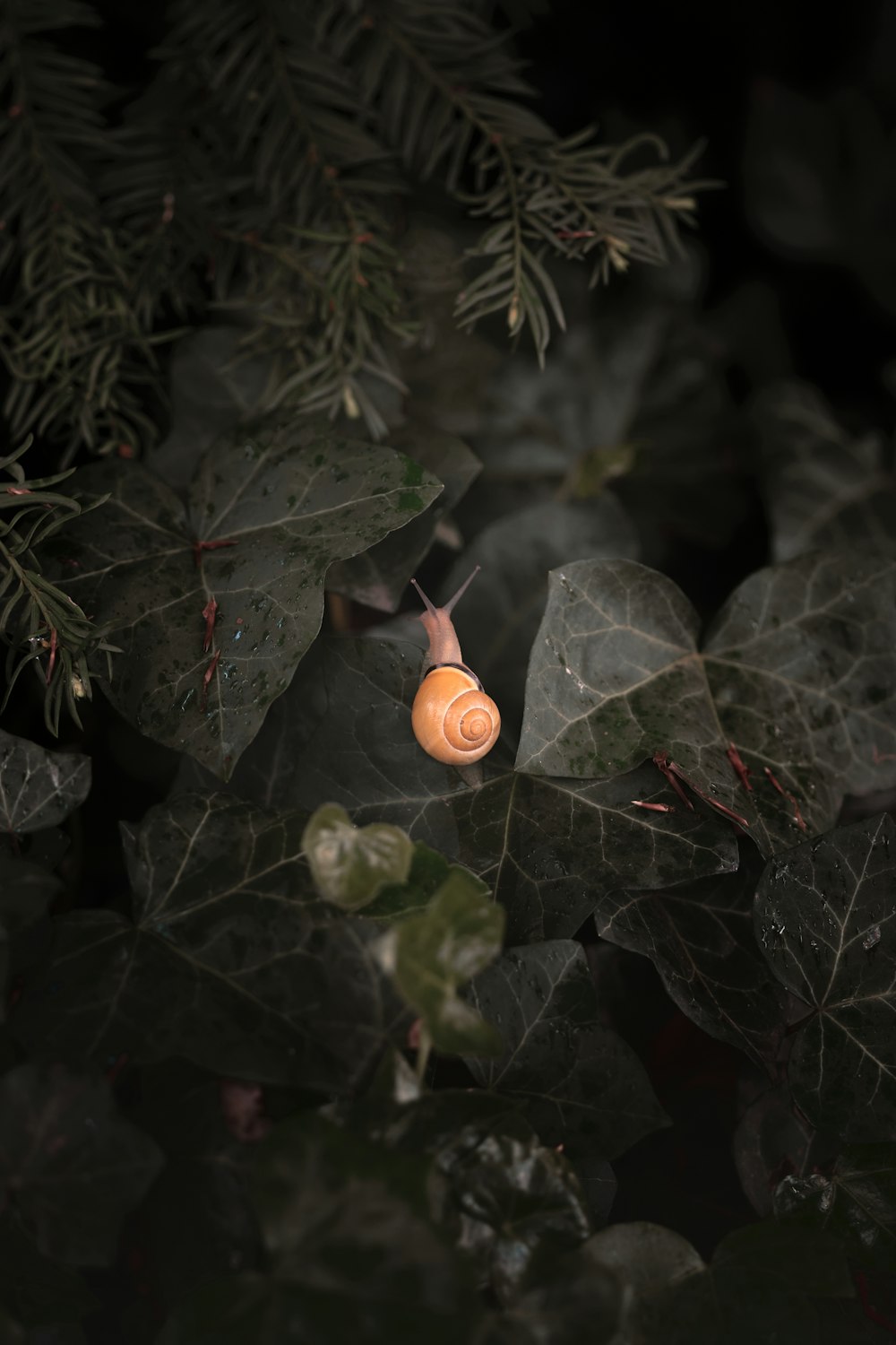 brown round fruit on green leaves