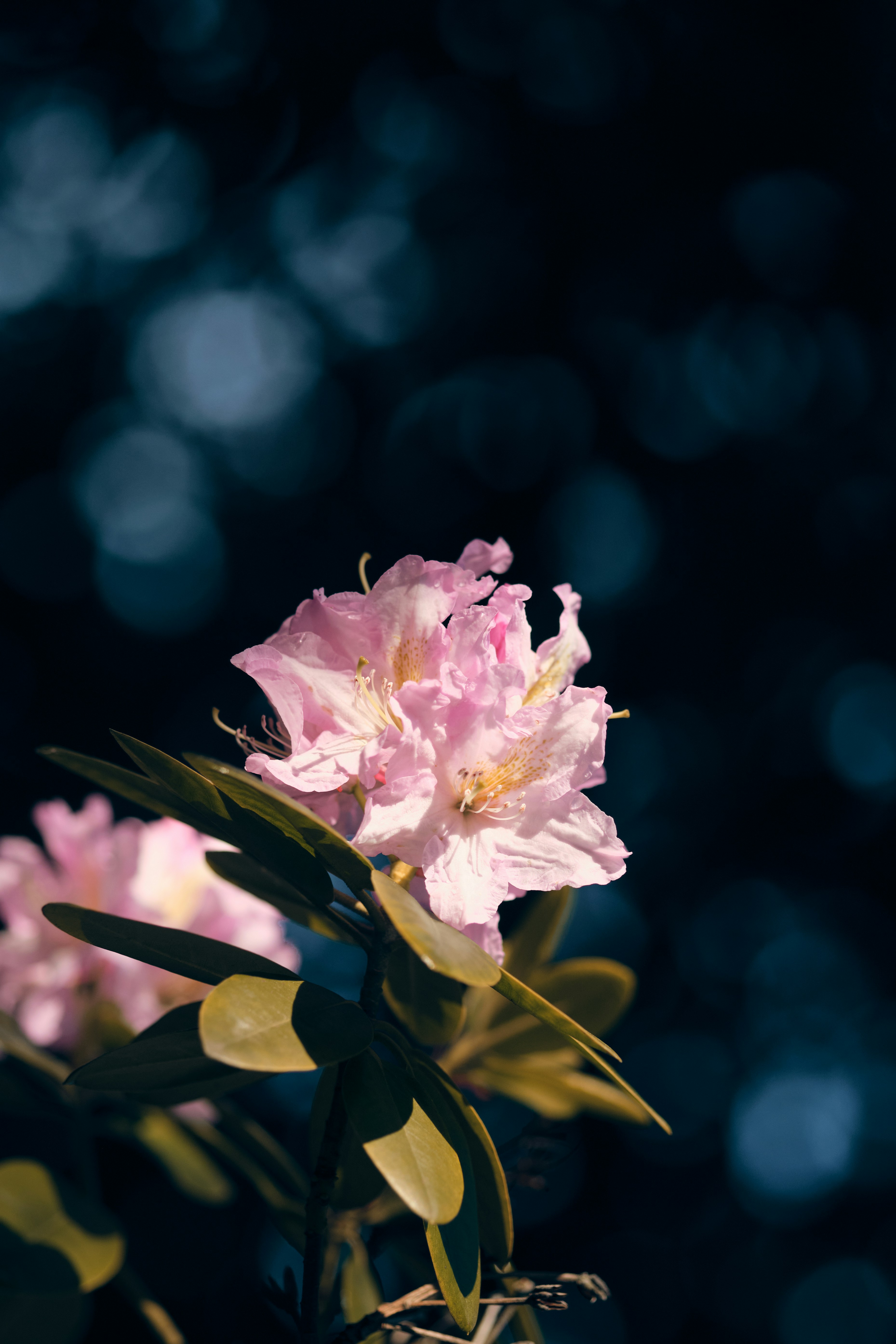 Photo by kevinmueller