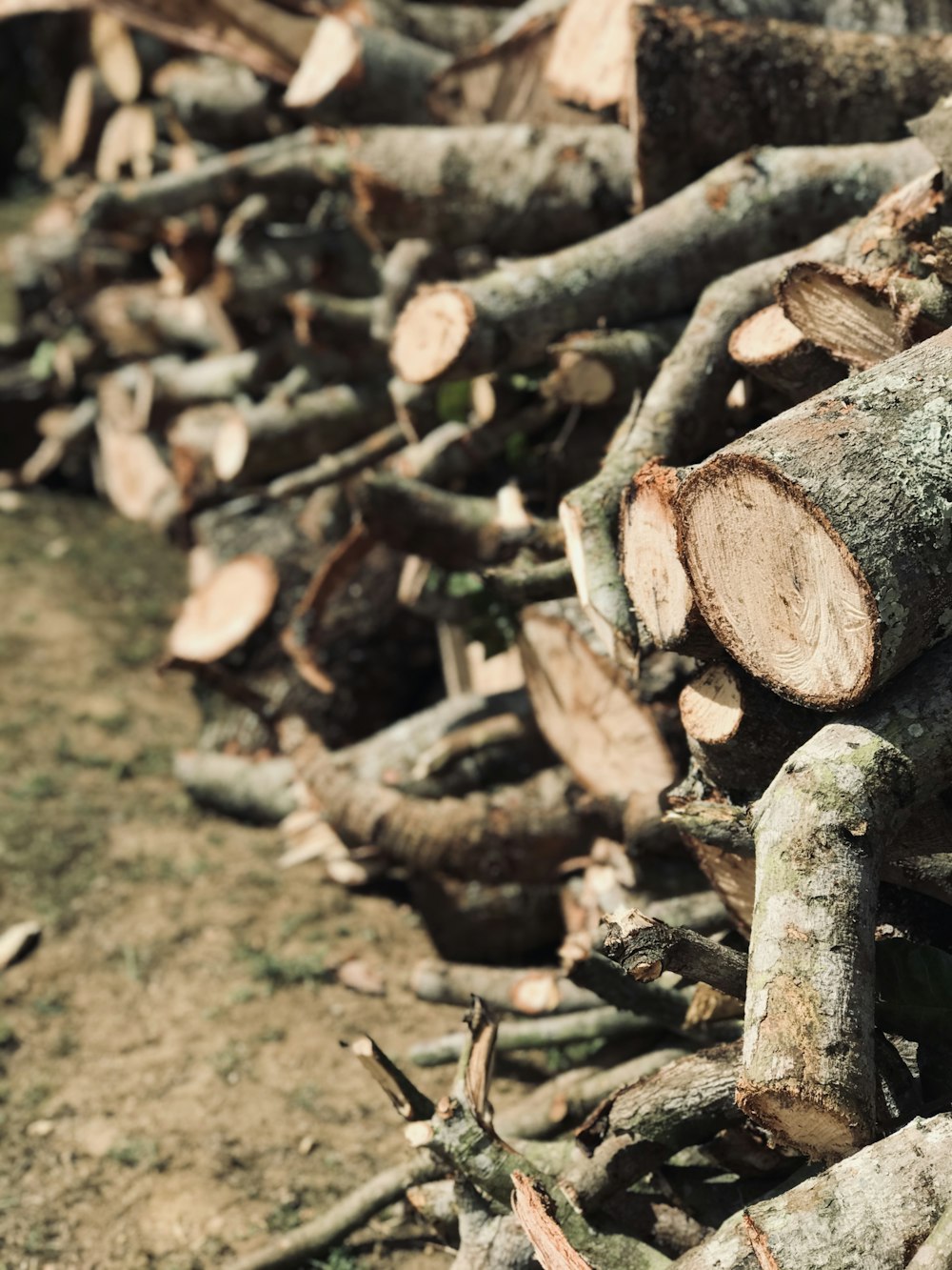 brown and gray wood logs