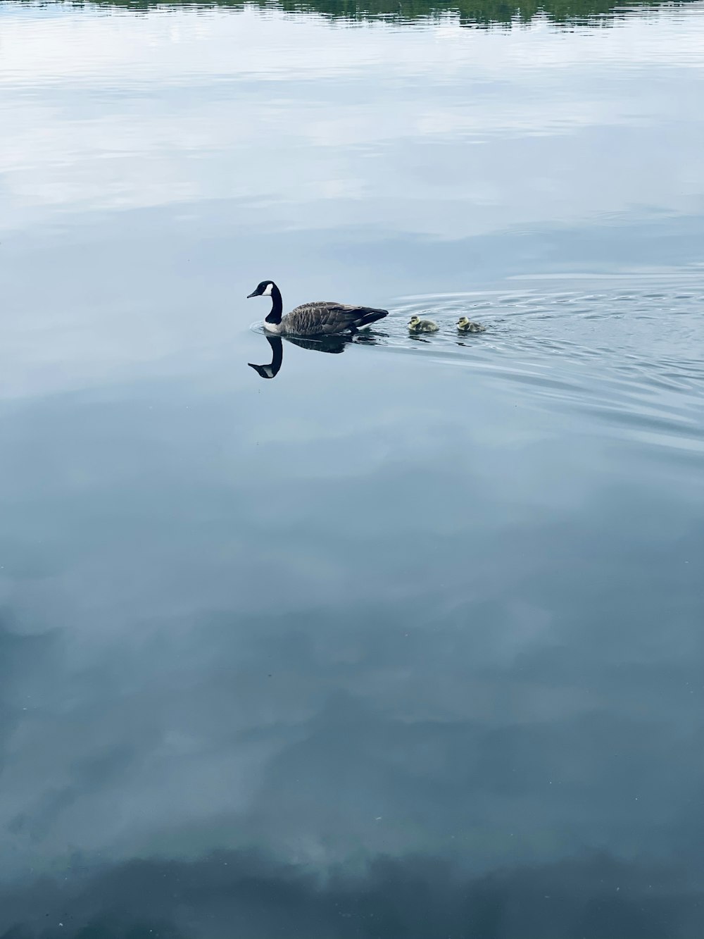 black duck on water during daytime