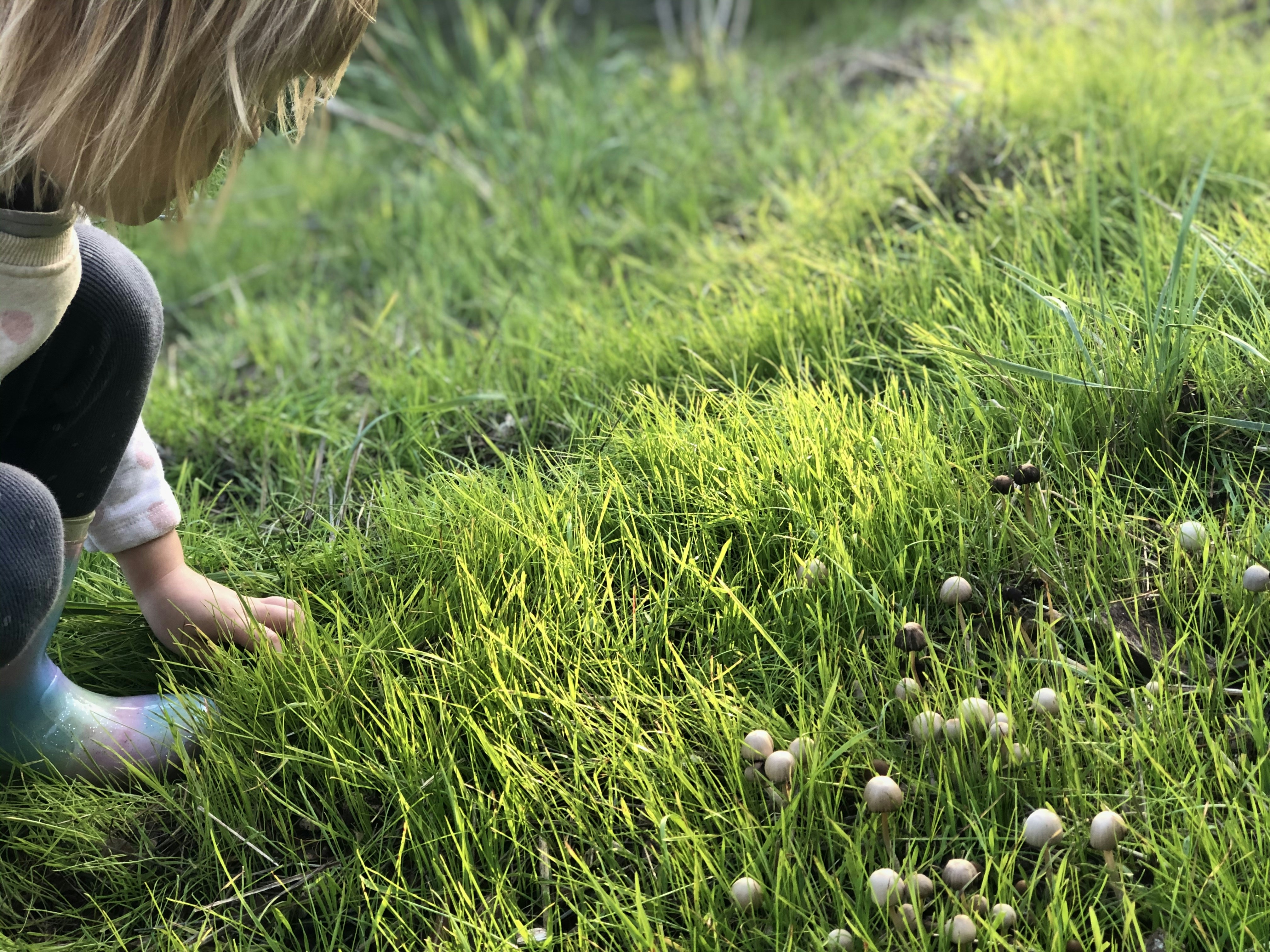Mushrooms in Your Lawn? The Greenery Nursery