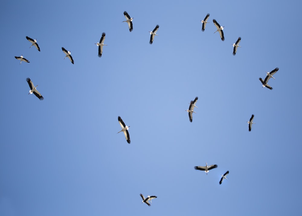 Tiefwinkelfotografie von Vogelschwärmen, die tagsüber unter blauem Himmel fliegen