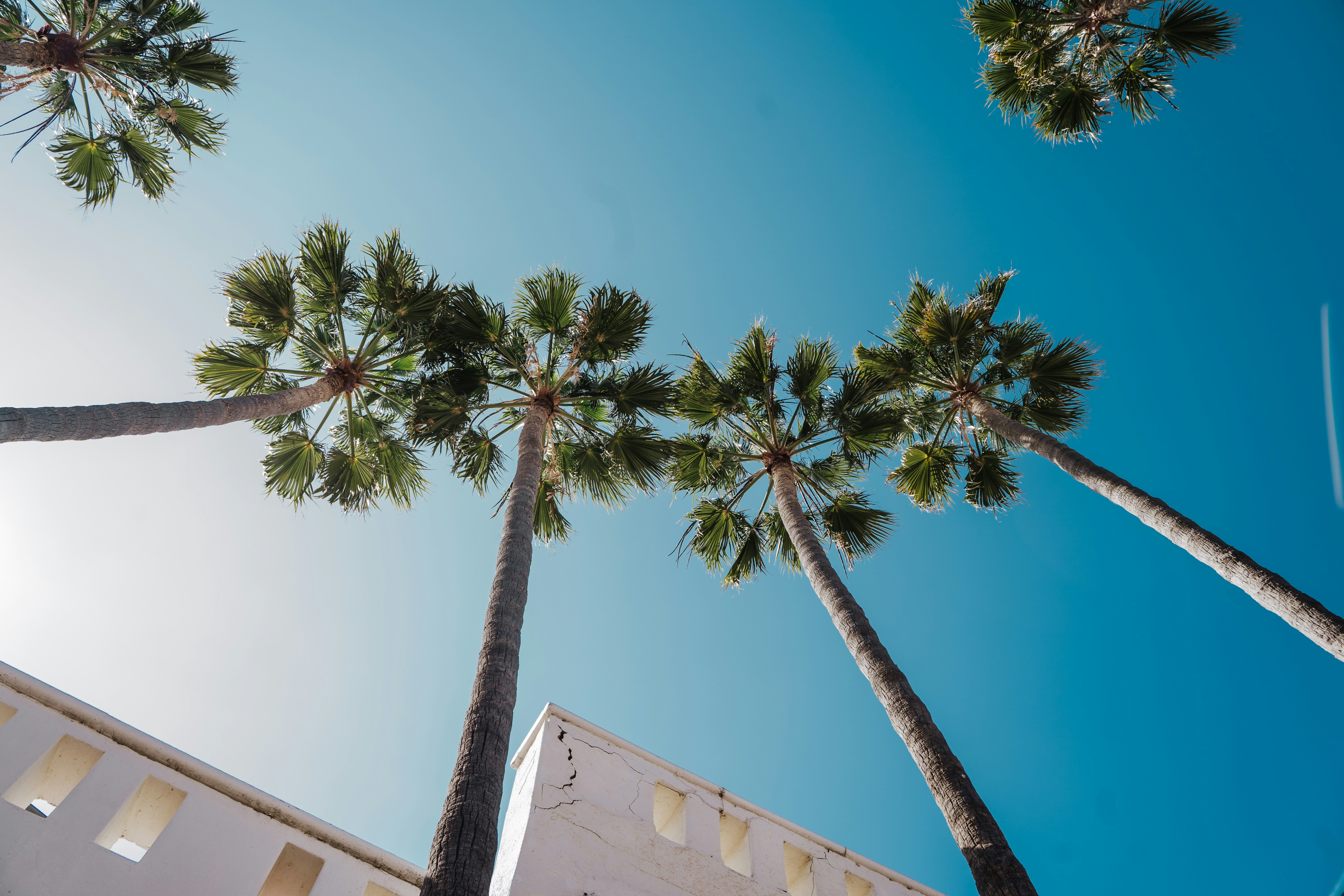 green palm tree under blue sky during daytime