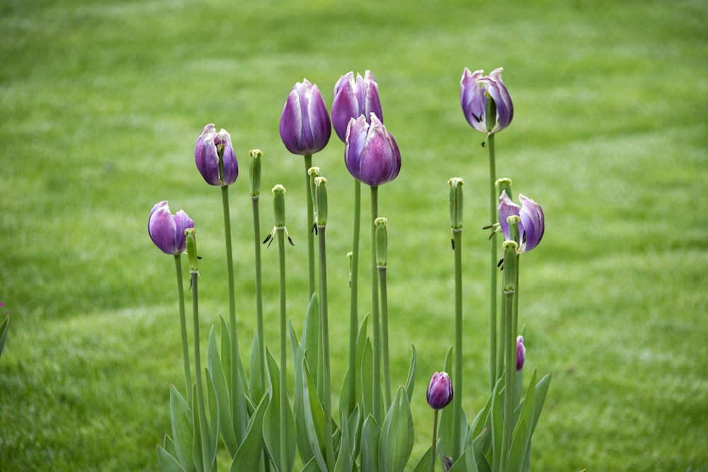 purple crocus flowers in bloom during daytime