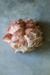 pink and white flower petals