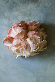 pink oyster mushroom cluster