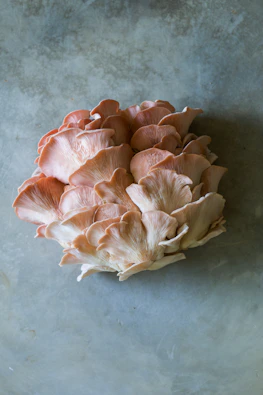 pink oyster mushroom cluster