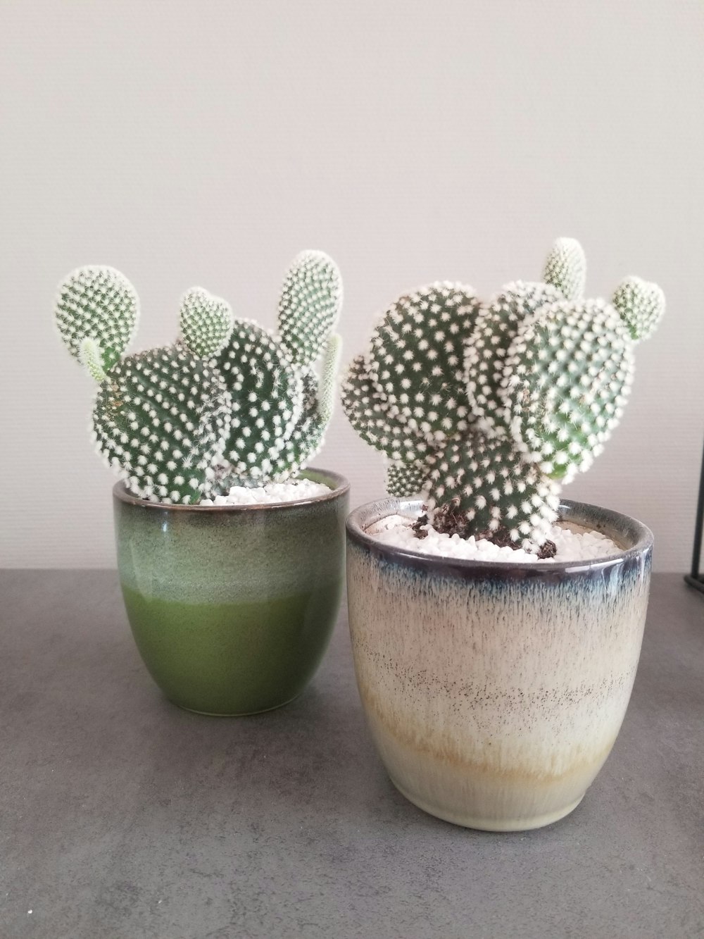 cactus verde in vaso di terracotta marrone