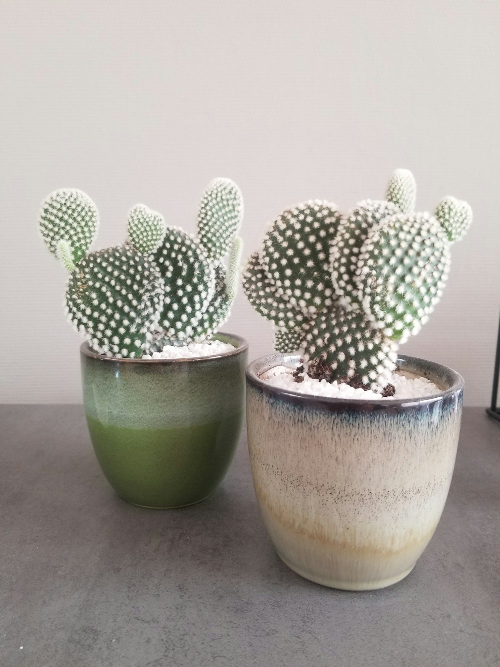 Cactus verde en maceta de barro marrón