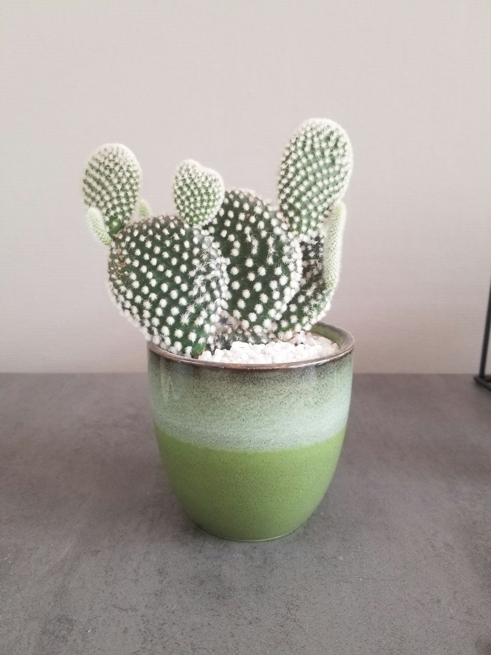 green cactus plant in green pot