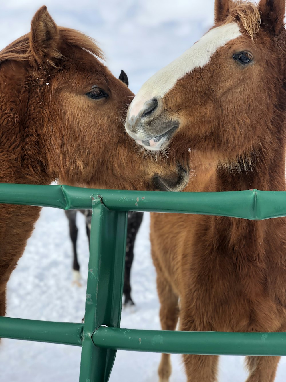 青い檻の中の茶色の馬