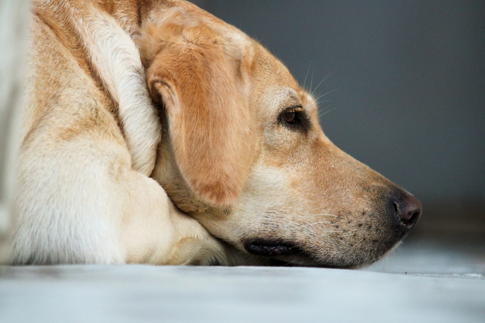 yellow labrador retriever lying on white textile