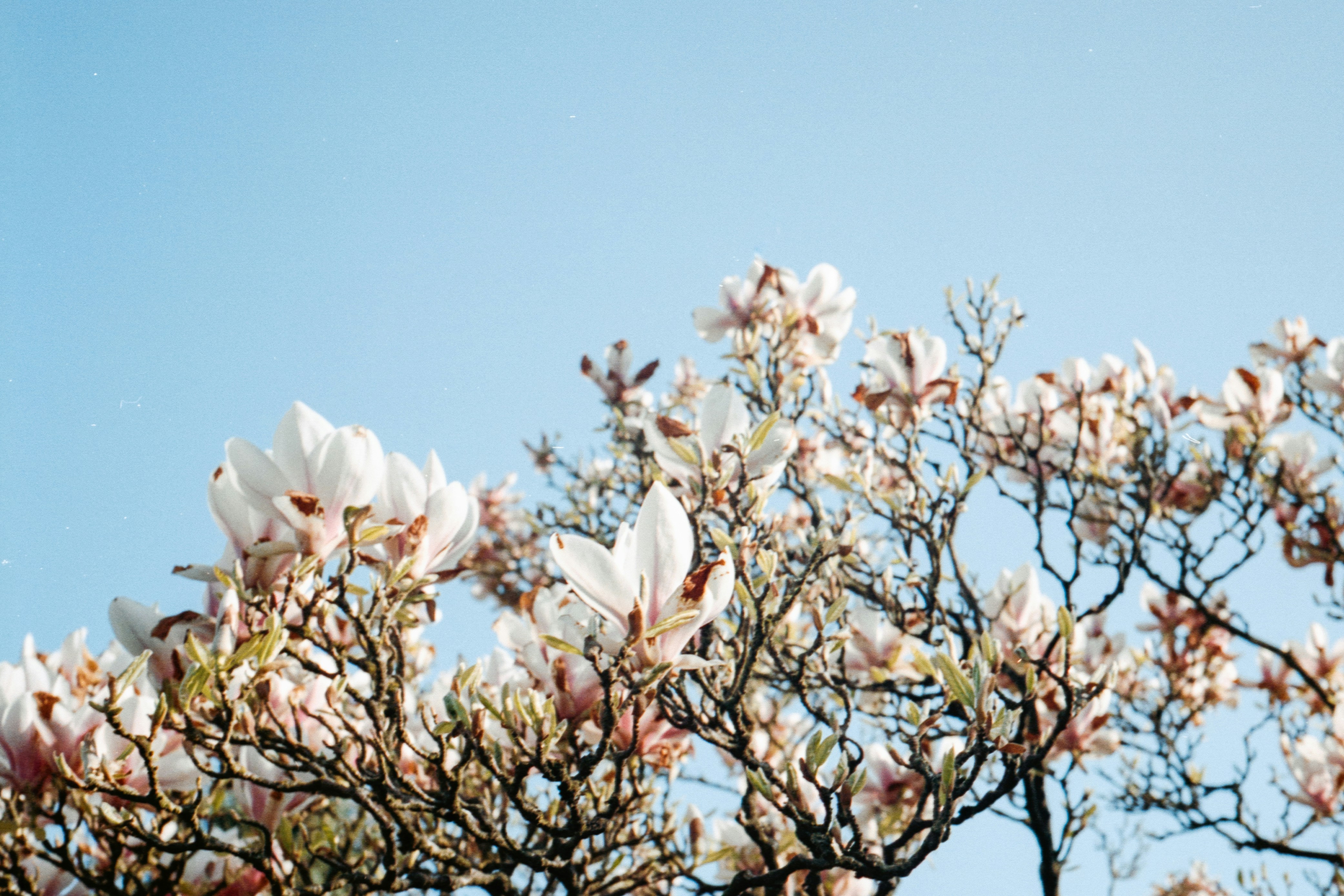 昼間の茶色の木の枝に白い花の写真 Unsplashで見つけるアムステルダムの無料写真