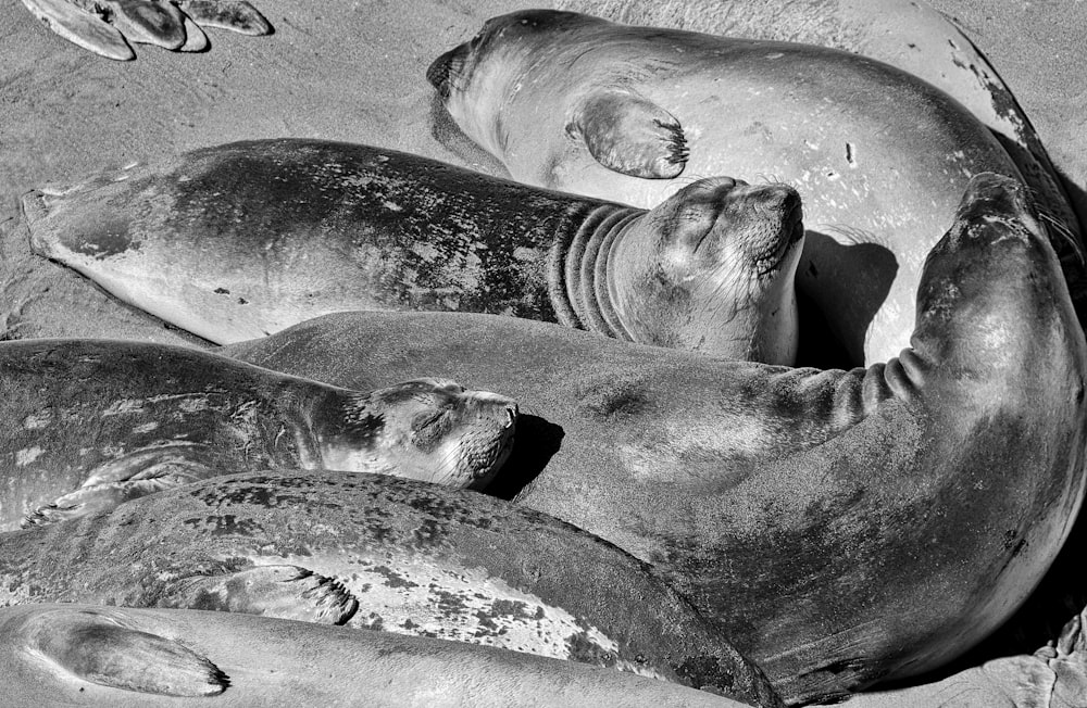 grayscale photo of seal on sand