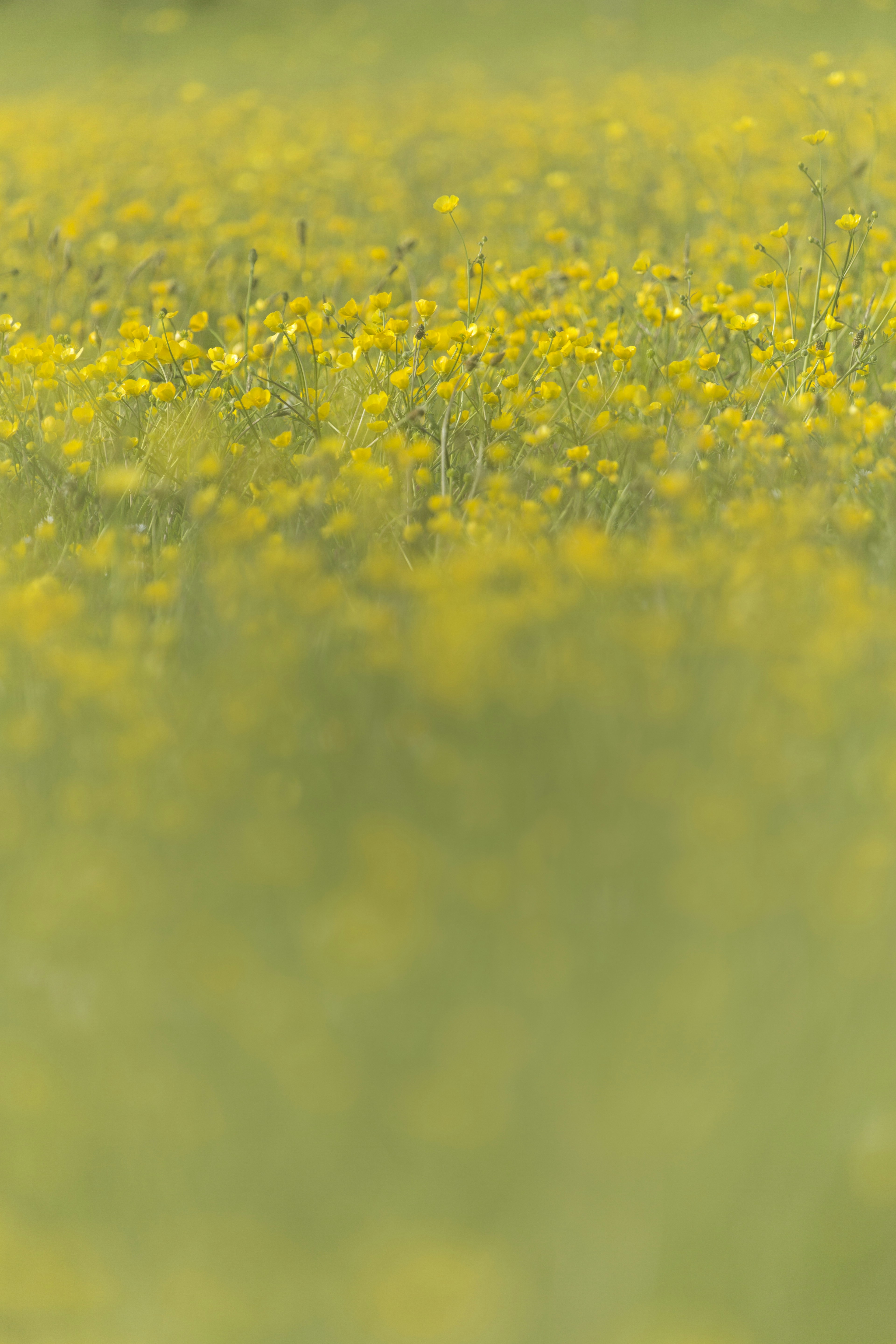 yellow flower field during daytime