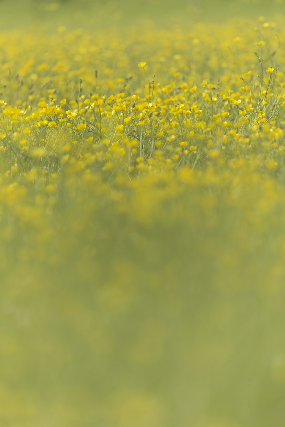 낮의 노란 꽃밭
