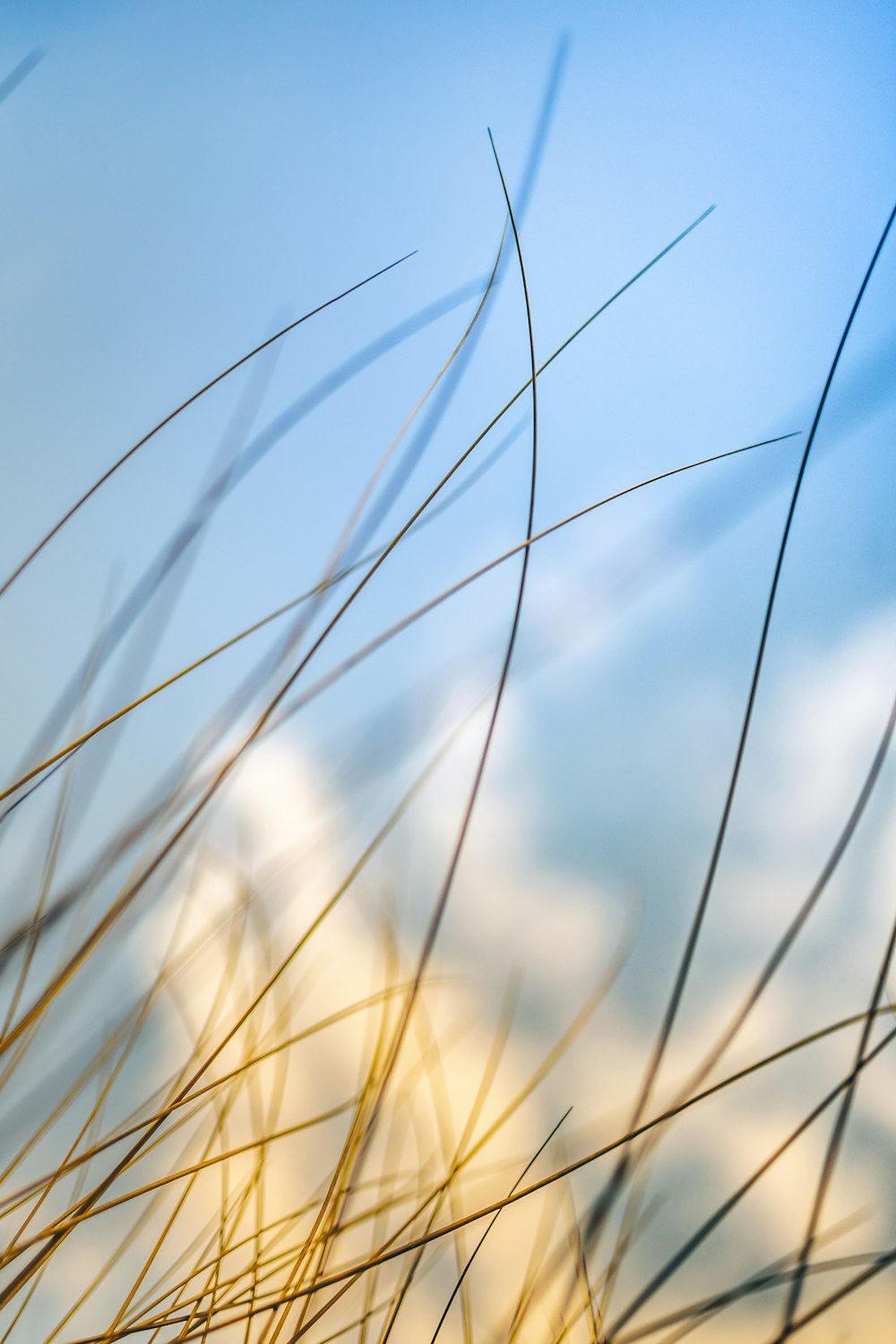 brown grass under blue sky during daytime