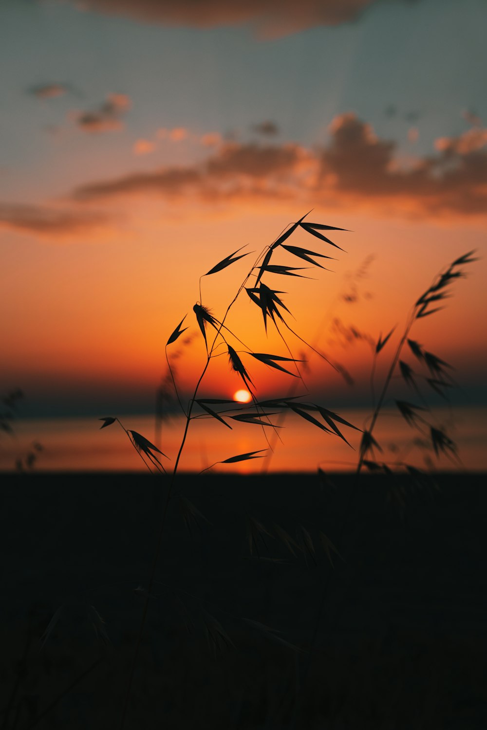 silhouette di erba durante il tramonto