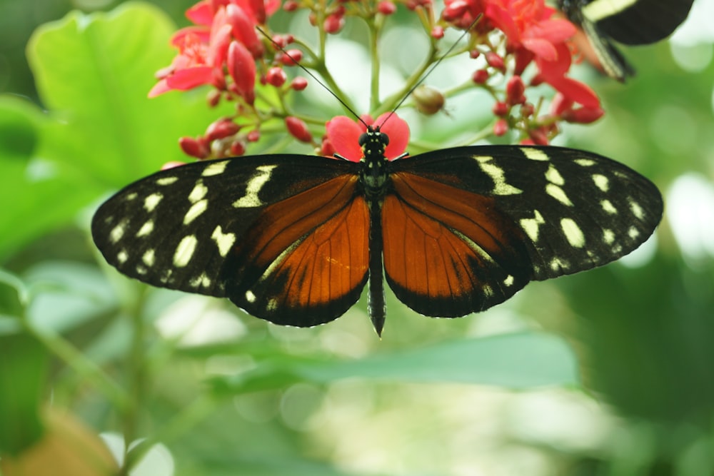 black and white butterfly perched on pink flower in close up photography during daytime