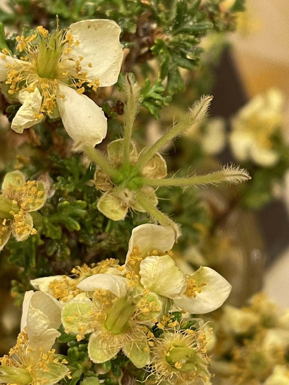 white flowers with green leaves