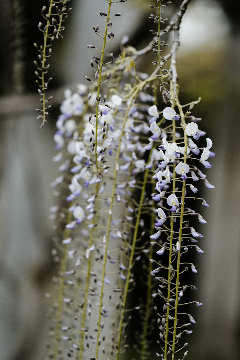 white flowers in tilt shift lens