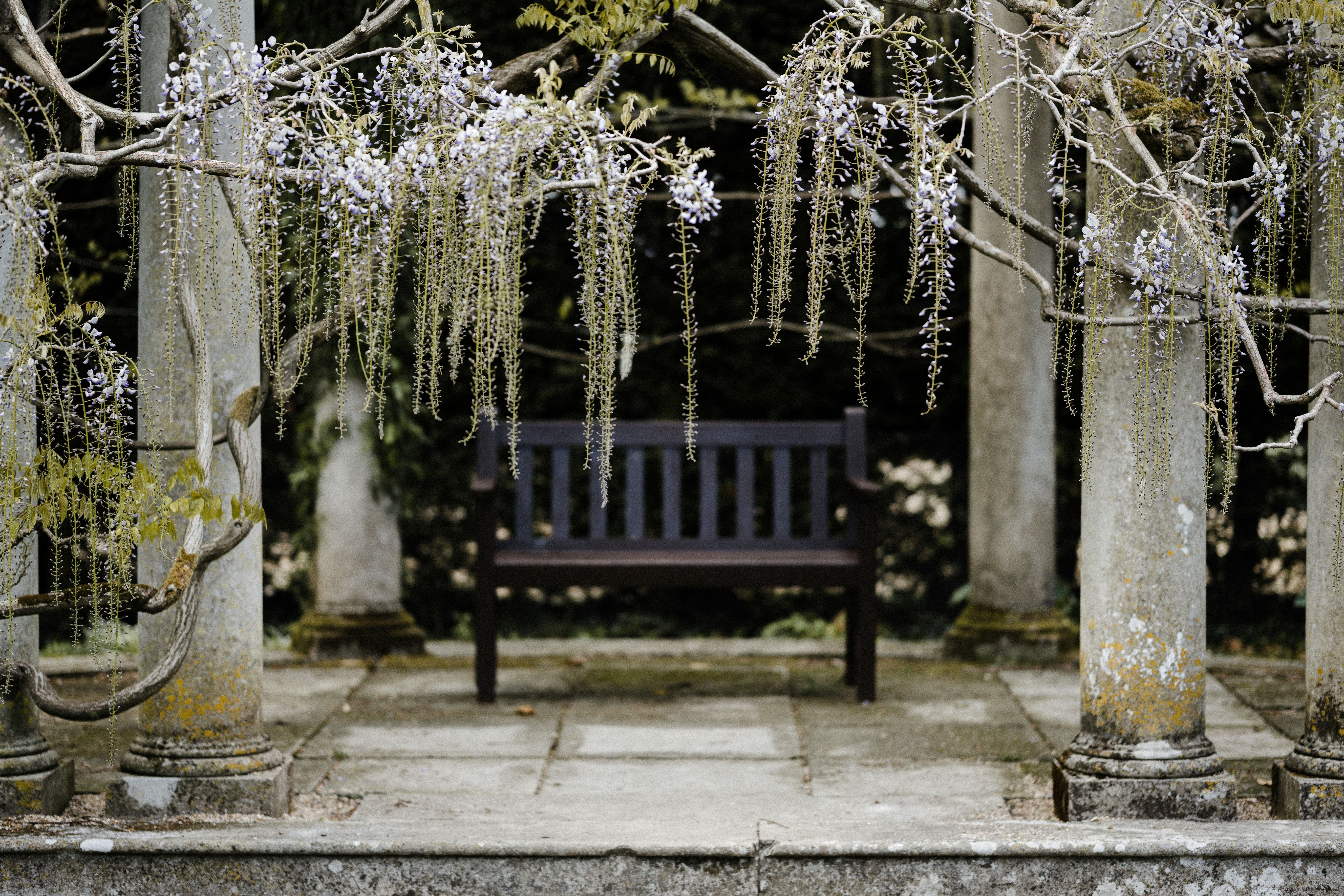 black wooden bench near white flowers