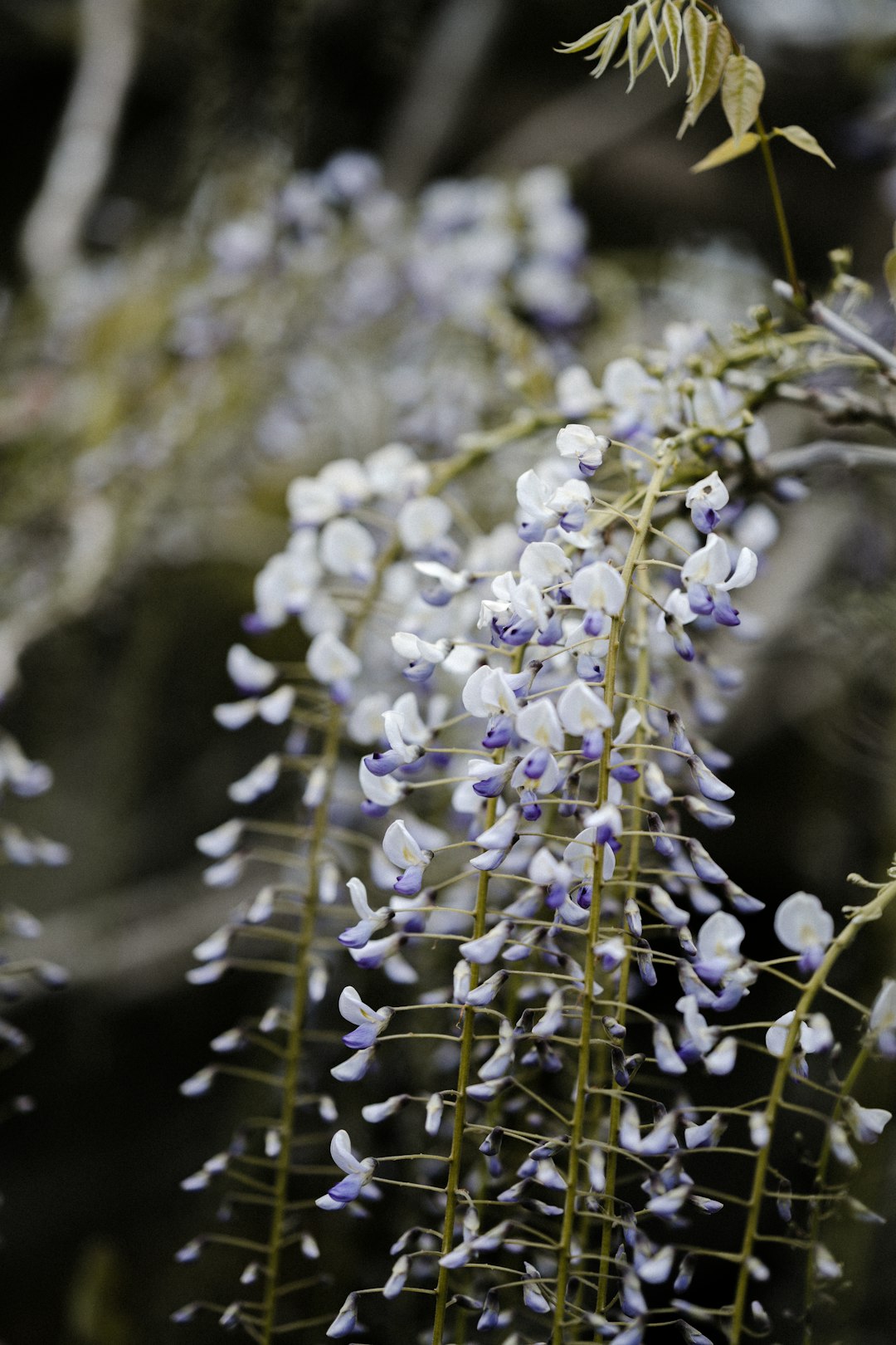 white flowers in tilt shift lens