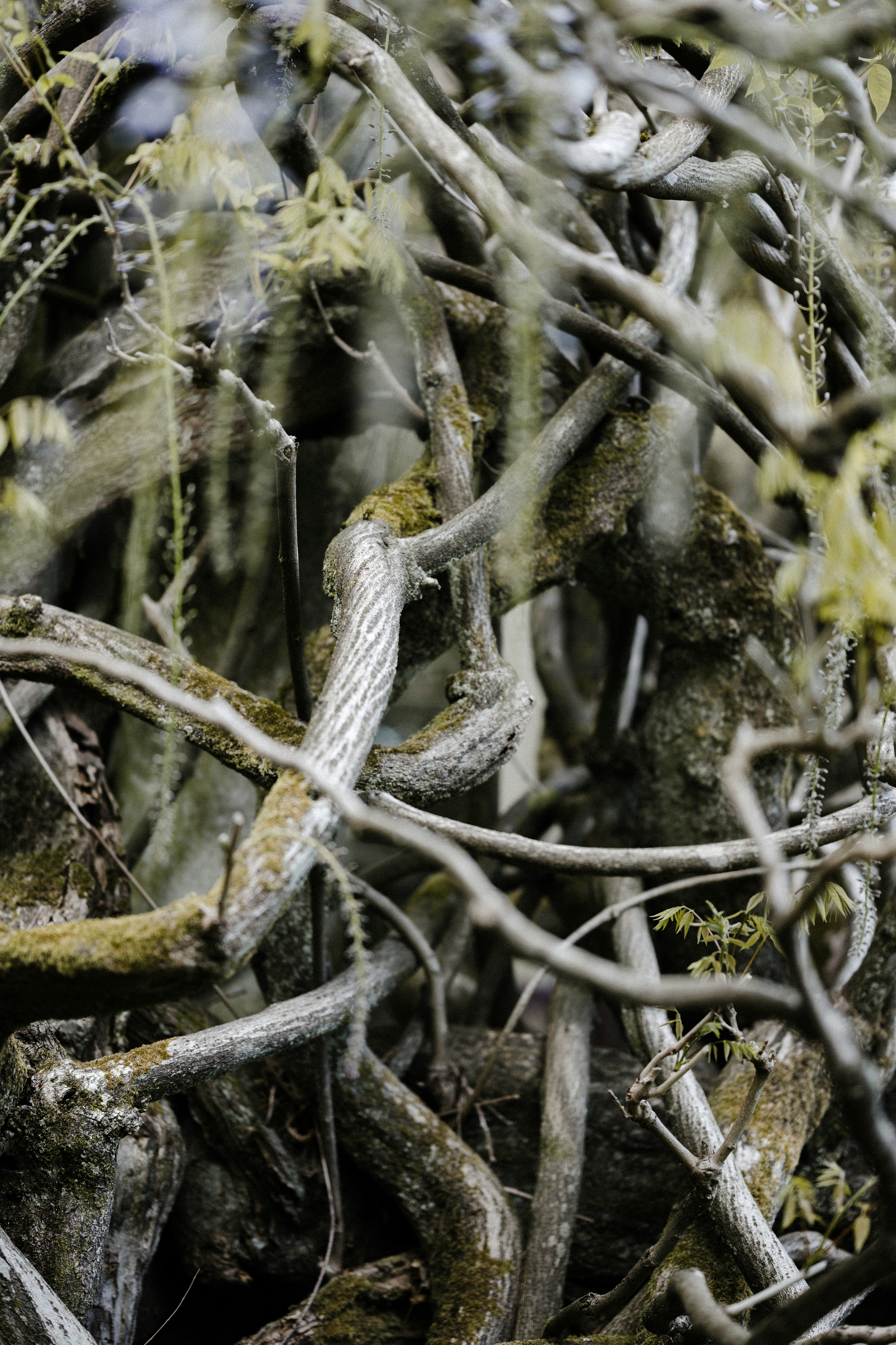 white and black snake on brown tree branch