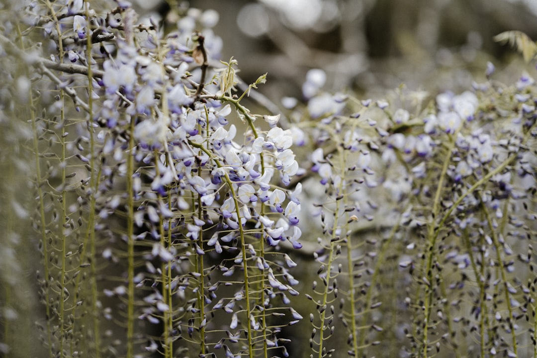 white and purple flowers in tilt shift lens