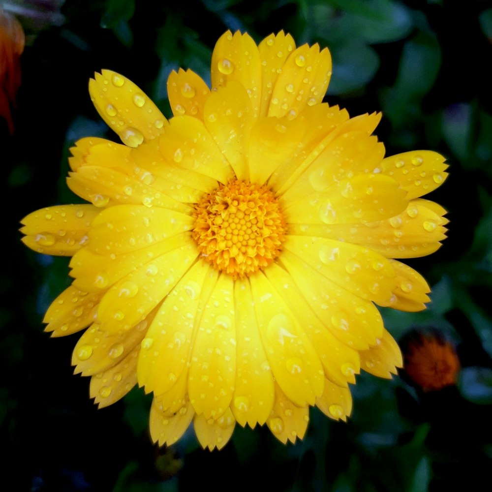 yellow flower in tilt shift lens