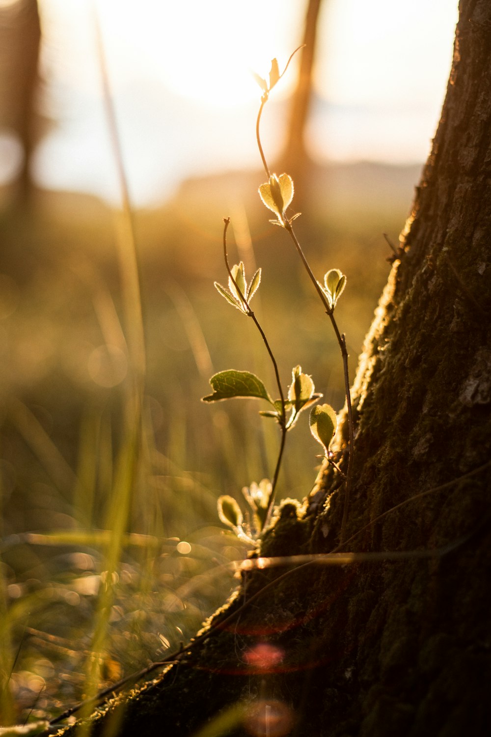 green plant on brown tree trunk